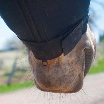 Image showing  Rejuvenate SmartHood Acupuncture Horse Hood