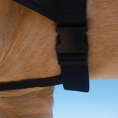 Image showing  Rejuvenate SmartHood Acupuncture Horse Hood