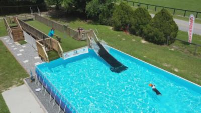 Image showing  Canine Comfort and Care Dog Shirt