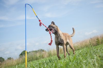 tether tug indoor dog toy