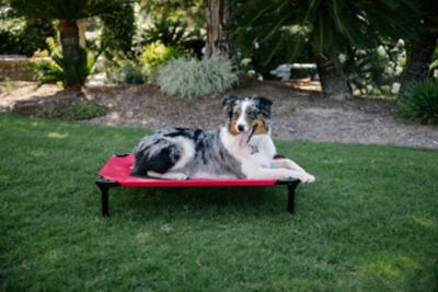 Lucky Dog Comfort Elevated Pet Cot Bed