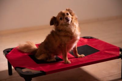 Image showing  Comfort Elevated Cot Pet Bed, Red