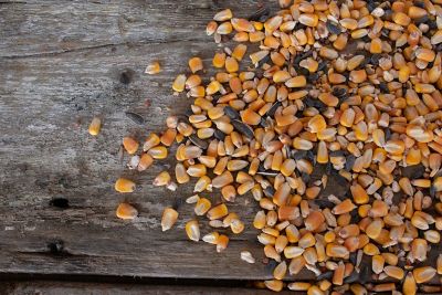 Image showing  NITRO Fortified Deer Blend, 40 lb. Bag