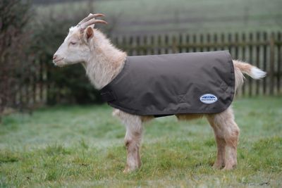 WeatherBeeta 100g/600D Nylon Waterproof Goat Coat, Polyfill Insulation