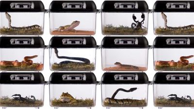 Image showing 5 th Exo Terra Faunarium Medium All-Purpose Terrarium