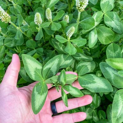 Image showing  Foundation Clover Food Plot Mix, 4 lb.