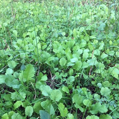 Image showing  Buck Brunch No Till Food Plot, 4 lb. bag