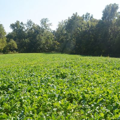 Image showing  Buck Brunch No Till Food Plot, 4 lb. bag