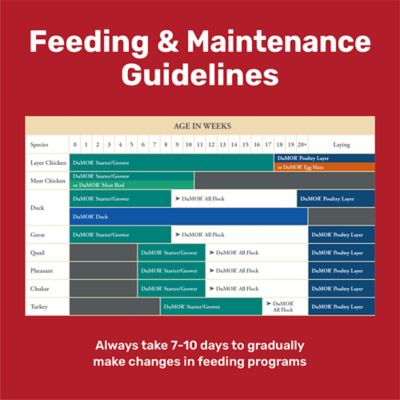 Image showing  17% All Flock Pelleted Poultry Feed