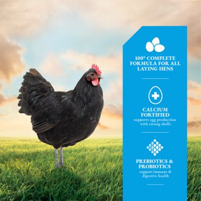 Image showing  16% Layer Crumbled Chicken Feed