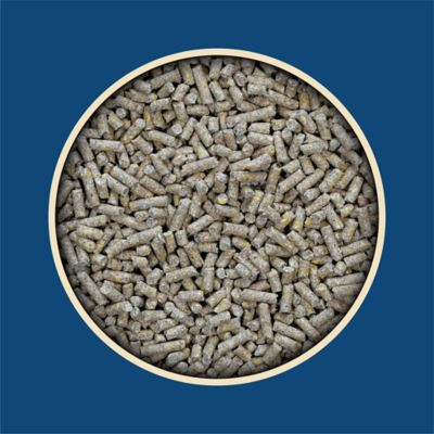 Image showing  16% Layer Pelleted Chicken Feed
