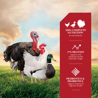 Image showing  17% All Flock Pelleted Poultry Feed