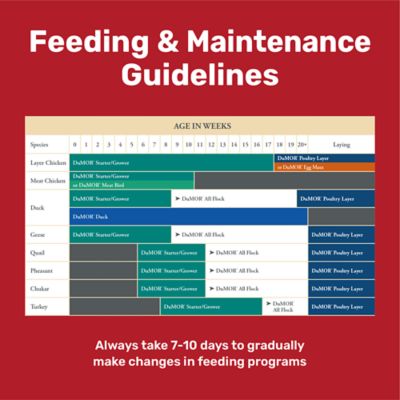 Image showing  17% All Flock Pelleted Poultry Feed