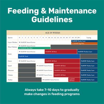 Image showing  20% Chick Starter/Grower Crumbled Chicken Feed