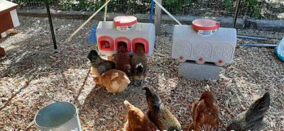 Hose Adapter New Pressure Regulator Bushings 12 Cup Chicken Watering System 