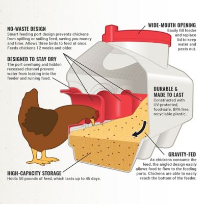 Image showing  50 lb. Chicken Feeder