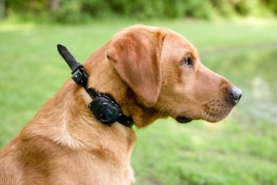 Image showing  900 yd. Remote Dog Training Collar, IPlus