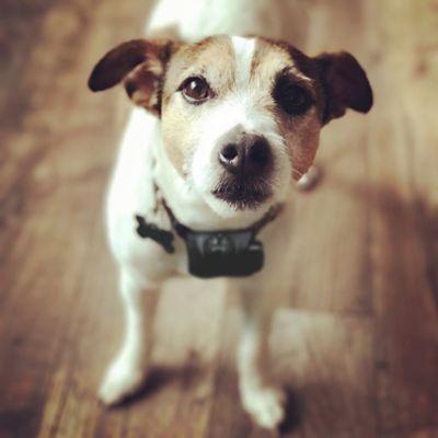 Image showing  Bark Boss No Bark Dog Training Collar for Dogs 5-120 lb.