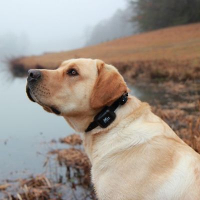 Image showing  Master Retriever Remote Dog Training Collar, 1,100 yd. Range