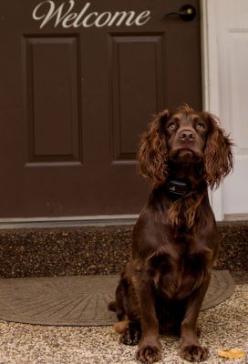 Image showing  Canine Coach Rechargeable 360 yd. Range Remote Dog Training Collar