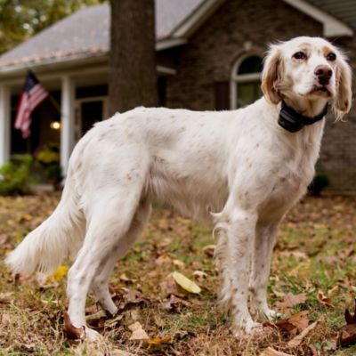 Image showing  Canine Coach Rechargeable 360 yd. Range Remote Dog Training Collar