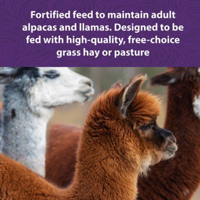 Image showing  Performance Care Pelleted Alpaca Feed, 40 lb. Bag