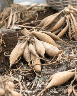 Image showing  Santa Claus Dahlia Plant, 5 Bulbs