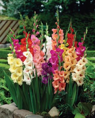 Van Zyverden Stars and Stripes Large Flowering Gladiolus Plant Mix, 35 Bulbs