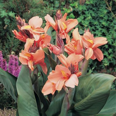 Van Zyverden Tropical Sunrise Canna Plant Mix, 5 Bulbs