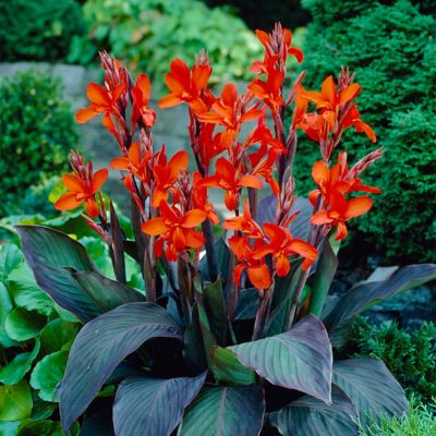 Van Zyverden Eric Neubert Canna Plant Mix, 5 Bulbs