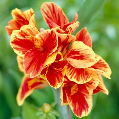 Image showing  Rosemond Cole Canna Plant Mix, 5 Bulbs