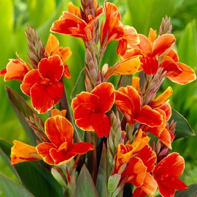 Image showing  Rosemond Cole Canna Plant Mix, 5 Bulbs