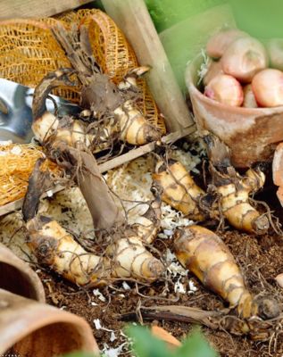 Image showing  Rosemond Cole Canna Plant Mix, 5 Bulbs