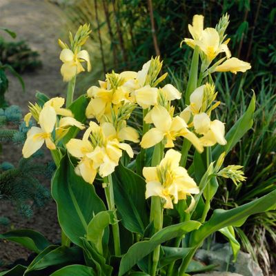 Van Zyverden Yellow King Humbert Canna Plant Mix, 5 Bulbs