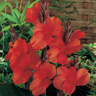Image showing  Red King Humbert Canna Plant Mix, 5 Bulbs