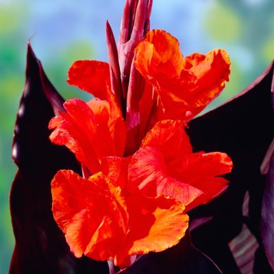 Image showing  Red King Humbert Canna Plant Mix, 5 Bulbs