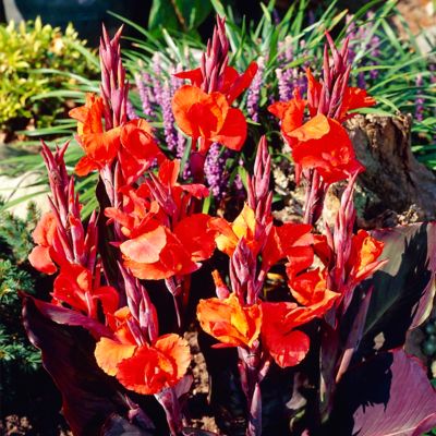 Image showing  Red King Humbert Canna Plant Mix, 5 Bulbs