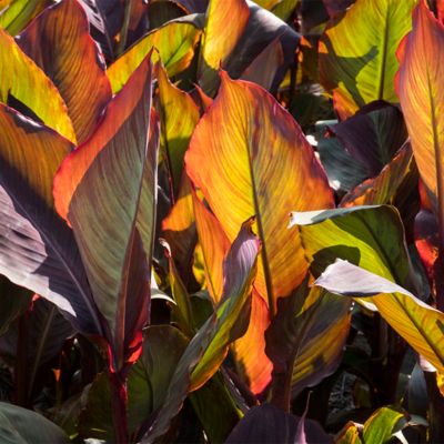 Image showing  Red King Humbert Canna Plant Mix, 5 Bulbs