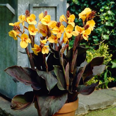 Image showing  Louis Cottin Canna Plant Mix, 5 Bulbs
