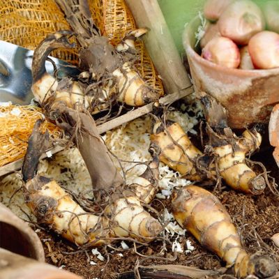 Image showing  Louis Cottin Canna Plant Mix, 5 Bulbs