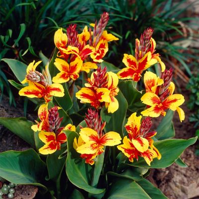 Van Zyverden Reine Charlotte Canna Plant Mix, 5 Bulbs