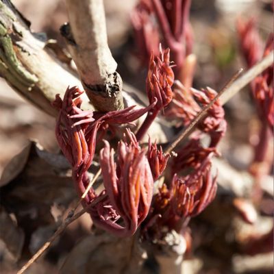 Image showing  Sarah Bernhardt Peony Plant Mix, 5 Economy Sized Roots