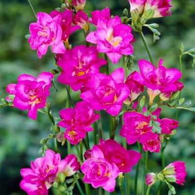 Van Zyverden Pink Double Blooming Freesia Plant Mix, 25 Bulbs