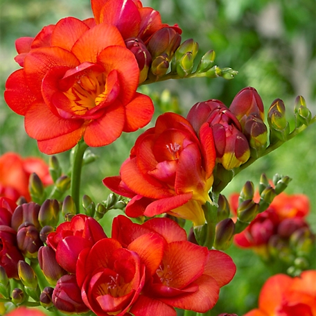 Van Zyverden Red Double Blooming Freesia Plant Mix, 25 Bulbs