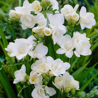 Van Zyverden White Double Blooming Freesia Plant Mix, 25 Bulbs