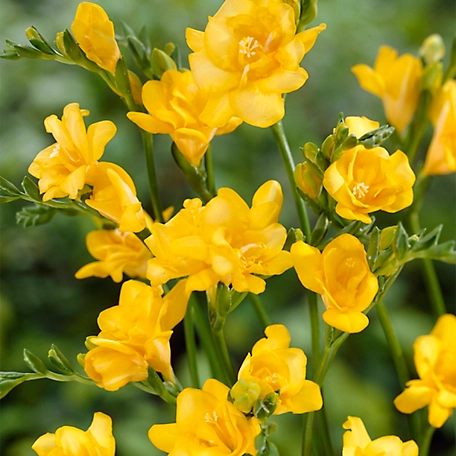 Van Zyverden Yellow Double Blooming Freesia Plant Mix, 25 Bulbs