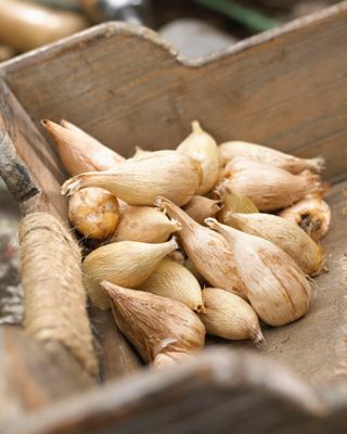 Image showing  Yellow Double Blooming Freesia Plant Mix, 25 Bulbs