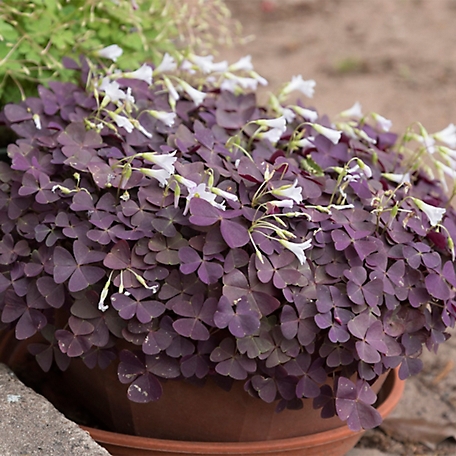 Van Zyverden Purple Shamrock Oxalis Triangularis Plant Mix, 12 Bulbs