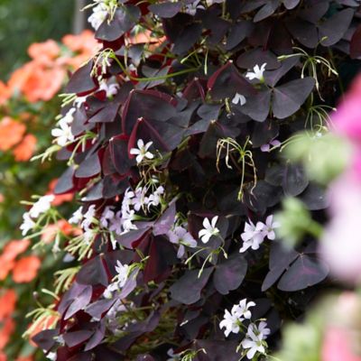 Image showing  Purple Shamrock Oxalis Triangularis Mix Plants, 12 pc. Bulbs