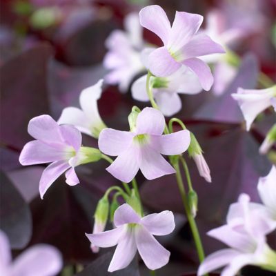 Image showing  Purple Shamrock Oxalis Triangularis Mix Plants, 12 pc. Bulbs